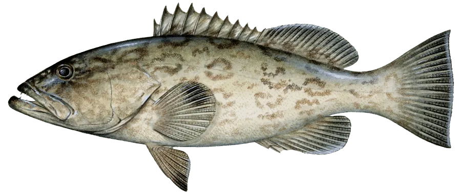 Gag Grouper illustration