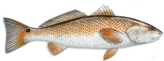 Redfish
