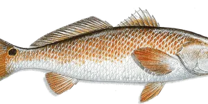 Red Drum illustration