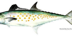 Spanish Mackeral illustration