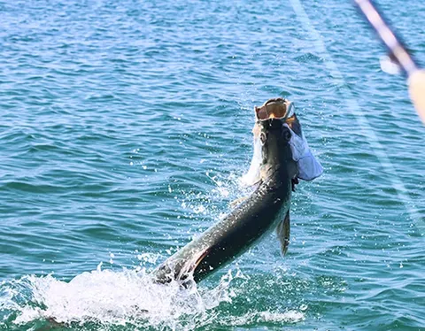 Tarpon jumping