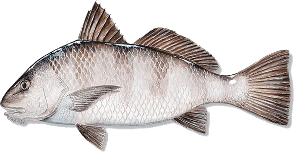 Black Drum