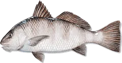 Black Drum