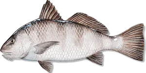 Black Drum illustration