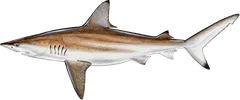 Blacktip Shark