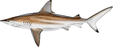 Blacktip Shark