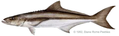 Cobia
