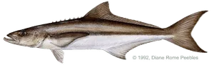 Cobia illustration
