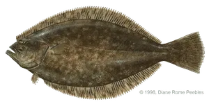 Flounder illustration