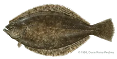 Flounder