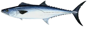 King Mackerel illustration