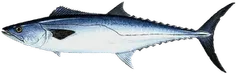 King Mackerel