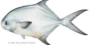 Permit illustration
