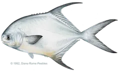 Permit