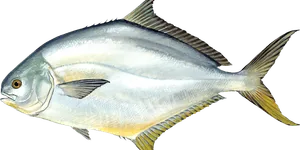 Pompano illustration