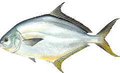 Pompano