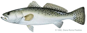 Sea Trout illustration