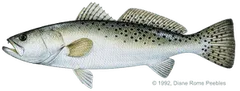 Sea Trout