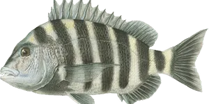 Sheepshead illustration