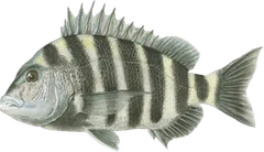 Sheepshead