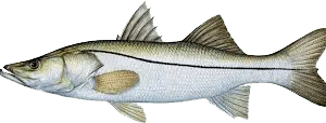 Snook illustration