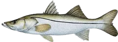 Snook