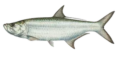 Tarpon