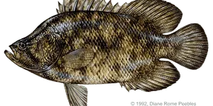 Tripletail illustration