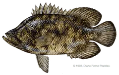 Tripletail