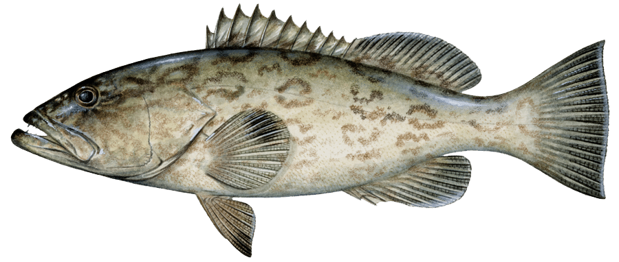 Gag Grouper illustration
