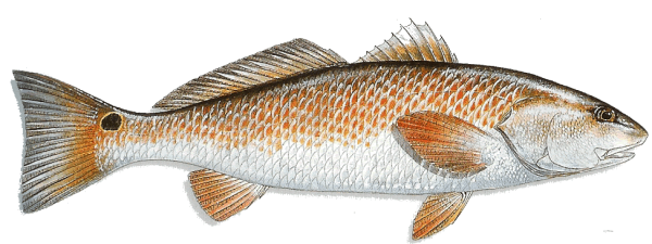 Redfish