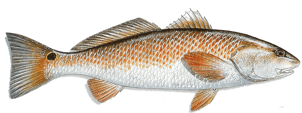 Red Drum illustration