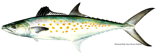 Spanish Mackeral illustration