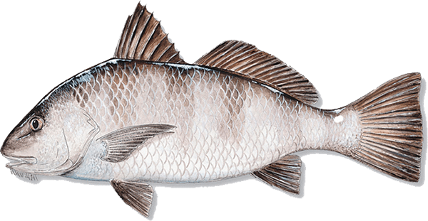 Black drum fish