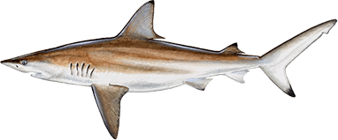 Blacktip shark
