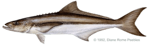 Cobia