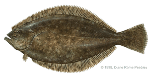 Flounder