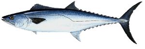 King fish