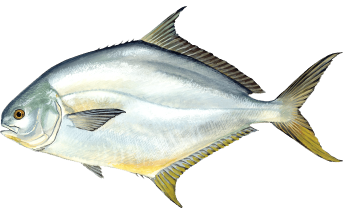 Pompano illustration
