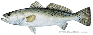 Sea trout