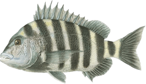 Sheepshead