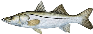 Snook
