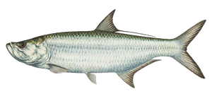 Tarpon