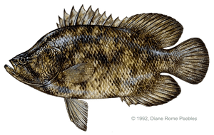 Tripletail
